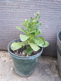 Plant De Flores Blancas