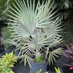 crhistmas Palms 7 Feet Tall Single Double Triple