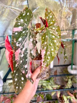 Begonia Maculata HIGHLY PINK Variegated Plant - 4inch