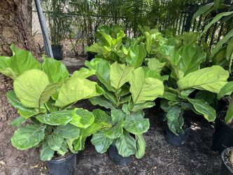 Fiddle leaf fig in 3 gls pot. SPECIAL PRICE 🤩