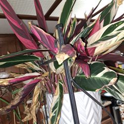 Stromanthe Tricolor In Ceramic Pot