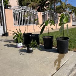 Plantitas : Plantitas