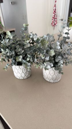 Decorative plants
