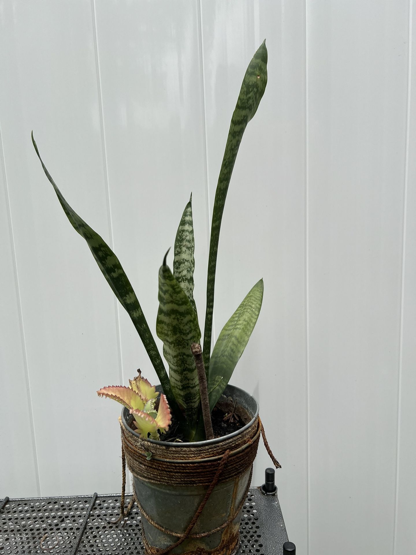Snake Plant (Sansevieria) + Bonus Succulent