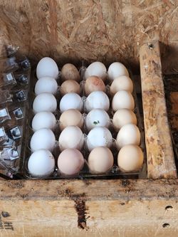 Organic Eggs, $5.00 Per Dozen