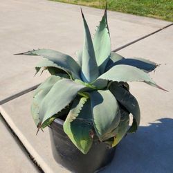 Agave Plant for Sale 