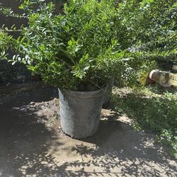 Euonymus J Microphylla Tree/Shrubs