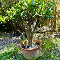 36” mature jade tree with pot,Pick Up By UCSD.