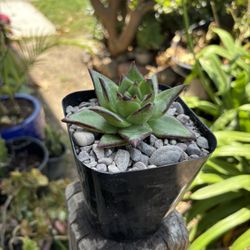 Succulents
