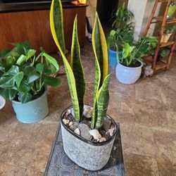 Sansevieria Snake Plants With Shells And Stones..  Great Mother's Day Gift 