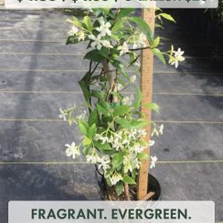 JASMINE PLANTS ON SALE!