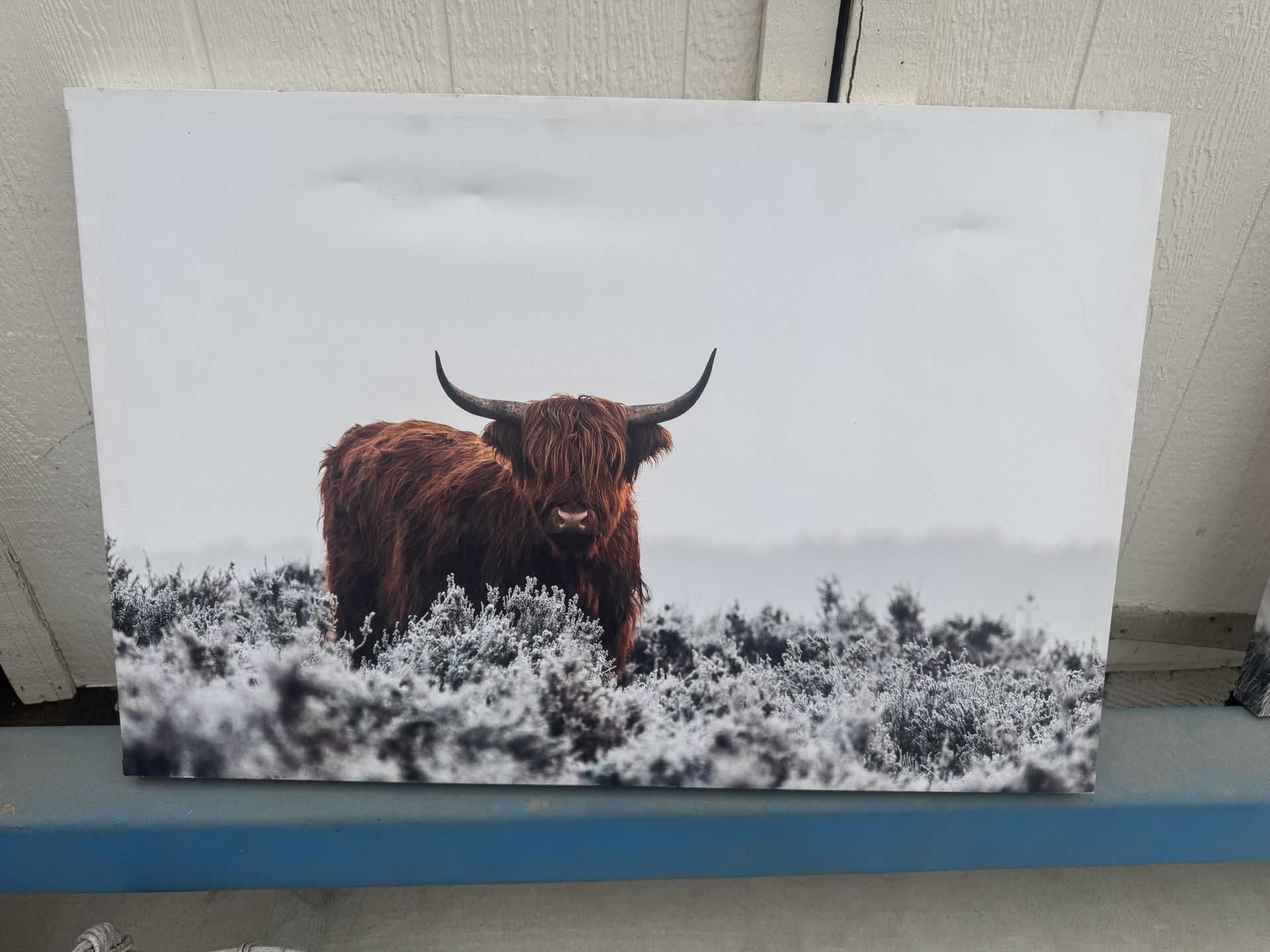 3 Highland Cattle Canvases