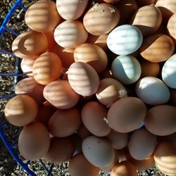 Farm Fresh Eggs