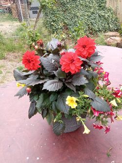 Sunpatiens tropical punch mix