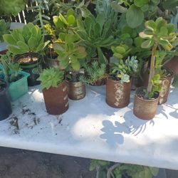 PLANTAS DE VENTA