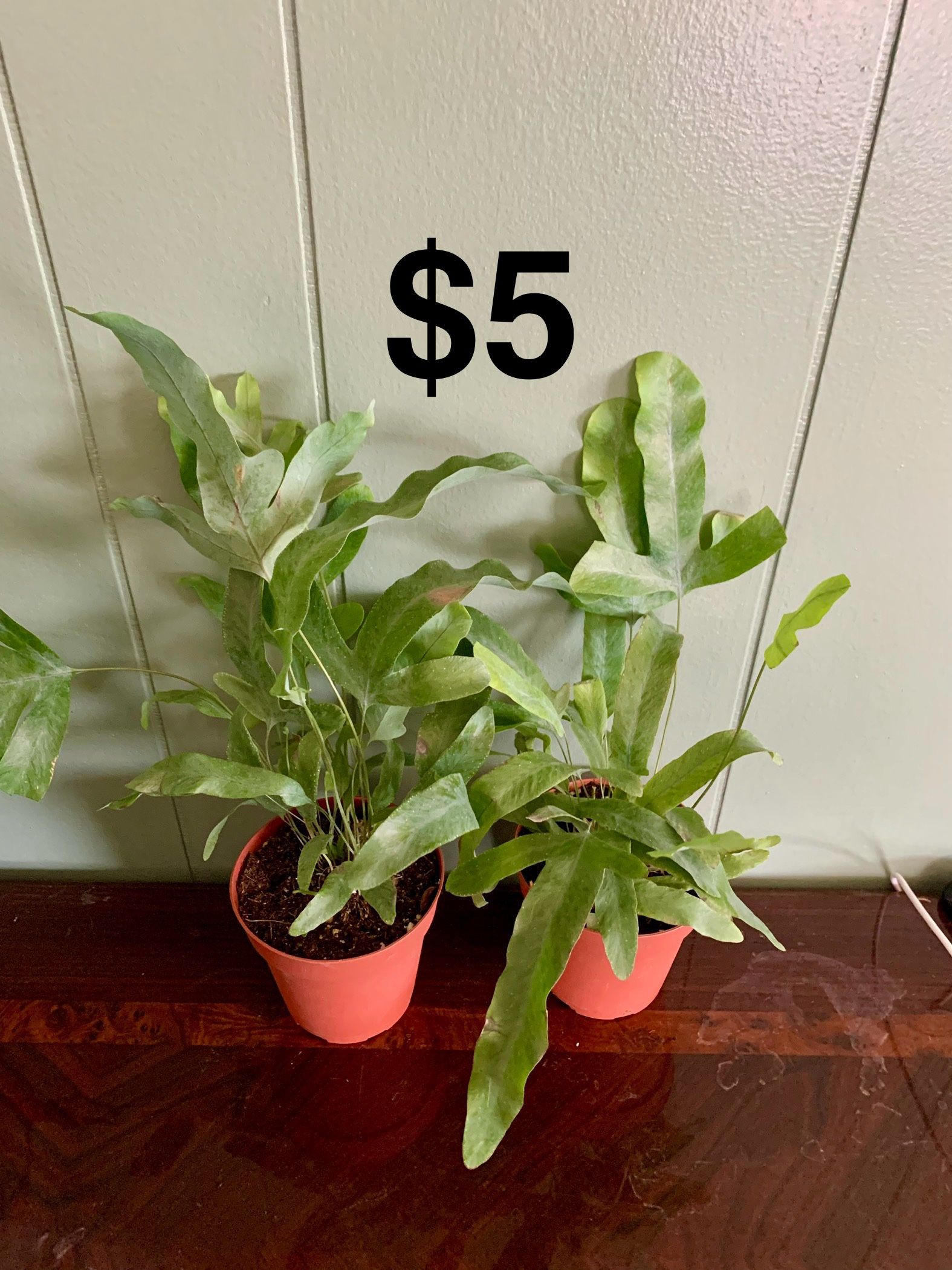 Blue Star Fern