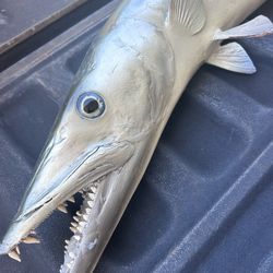 barracuda taxidermy mount vintage 1950s Old barracuda taxidermy mount vintage 1950s