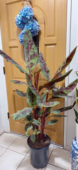 Rojo Red Banana Trees