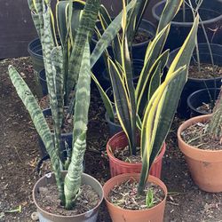 Snake Plants 