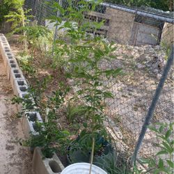 Esperazas Grande $15.00 Cada Una