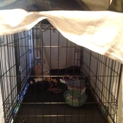 Dog Kennel