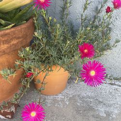 2 Pots Of Pink Flowers