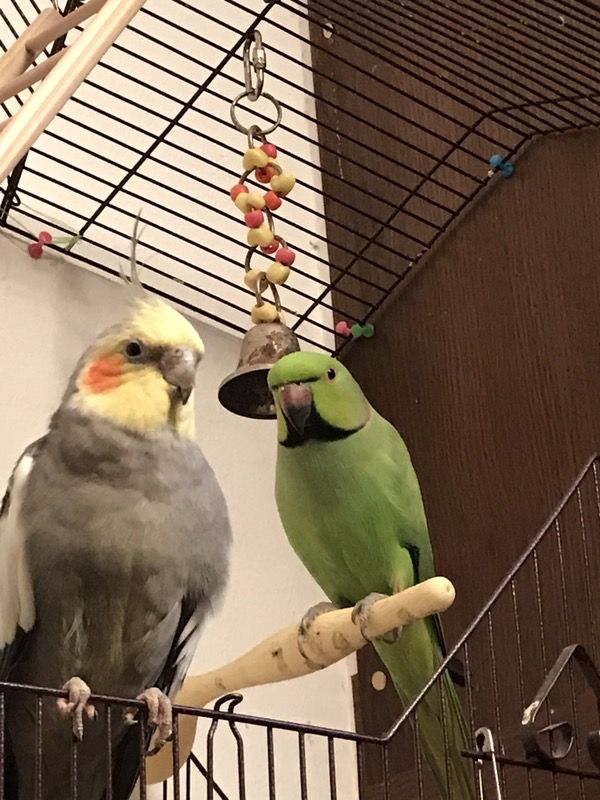 Indian ring neck
