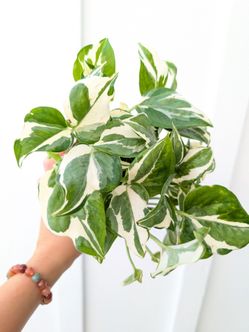 Pothos N'Joy Plant 4" Pot - Indoor House Plants
