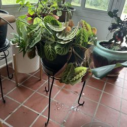 Prayer Plant