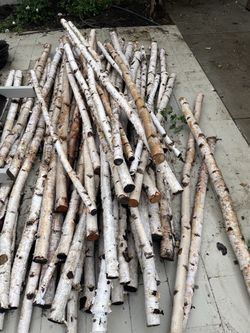 White Birch poles