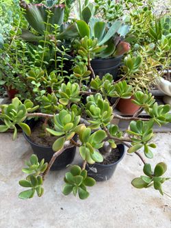 Healthy jade plant for bonsai