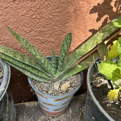 Planta