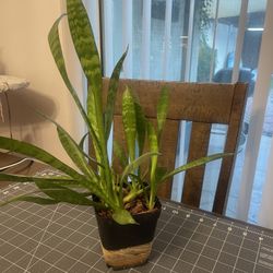 Plant 