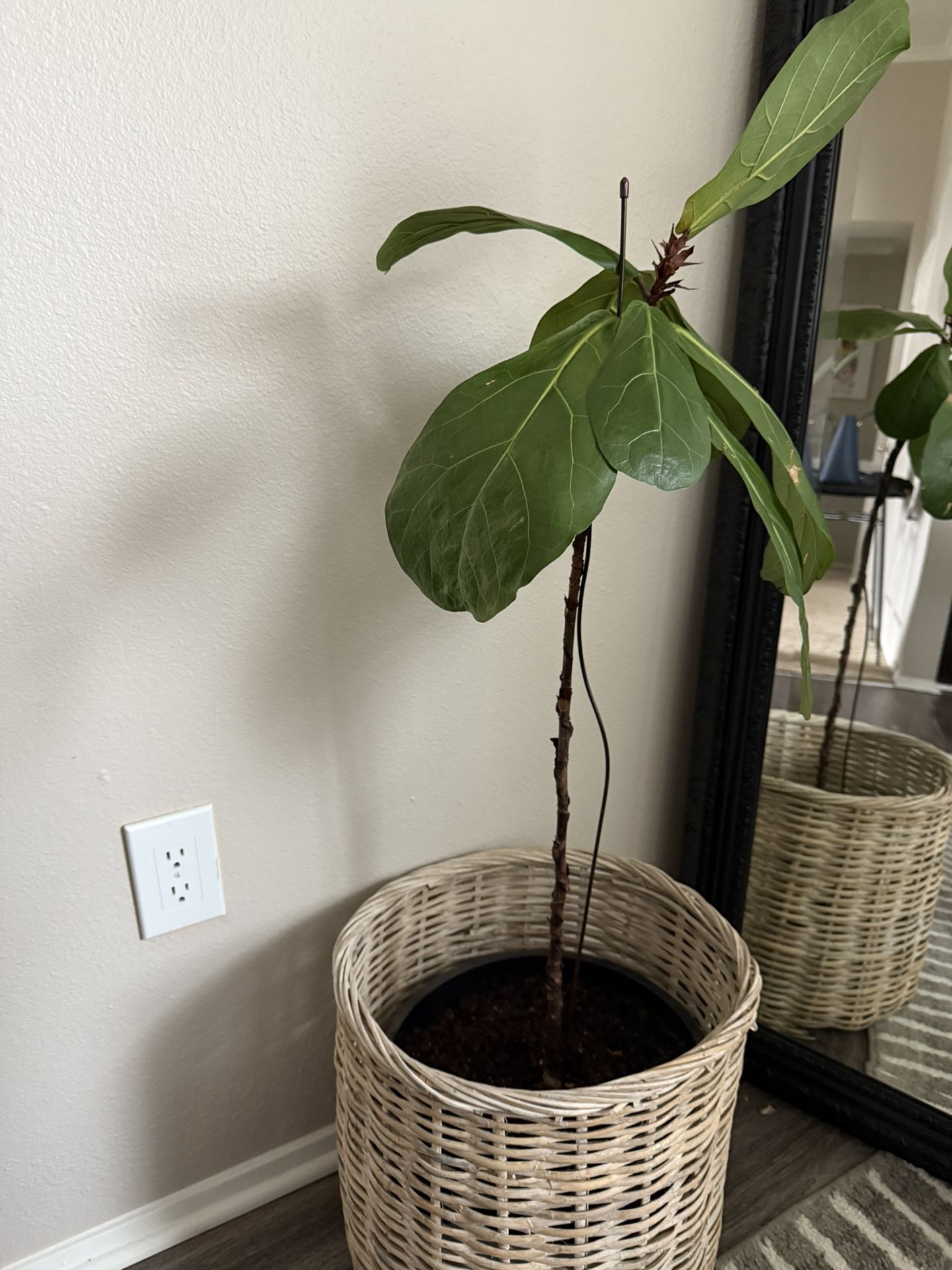Fiddle Leaf Fig Plant