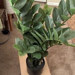 Plants