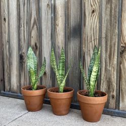 Indoor Mother-in-Law Or Snake Plant