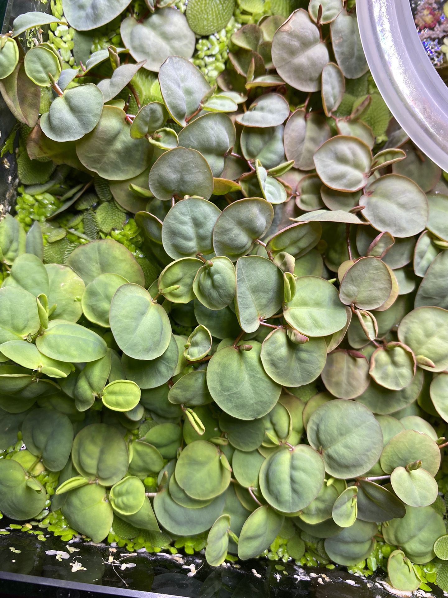 Red Root floaters, Salvinia Minima, Duckweed, Flame Moss and Fissidens Fontanus pads, Ramshorn Snail, Malaysian Trumpet Snails