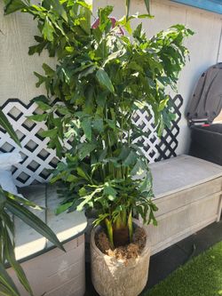 Artificial Tree & Plant