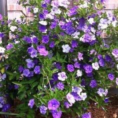 Yesterday Today And Tomorrow Plants 