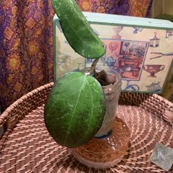 Sunstressed Hoya Fuscomarginata Splash