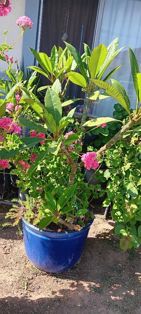 Plants