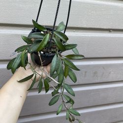 4” hoya rosita