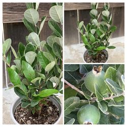 Feijoa Sellowiana Pineapple Guava Live Fruit Tree Plant Bush Shrub in 1 gallon pot  Cash only  Firm Price  Pick up in North San Jose, By appointment o