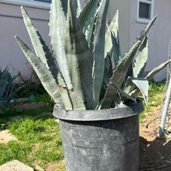 Various Agave And Aloe Plants