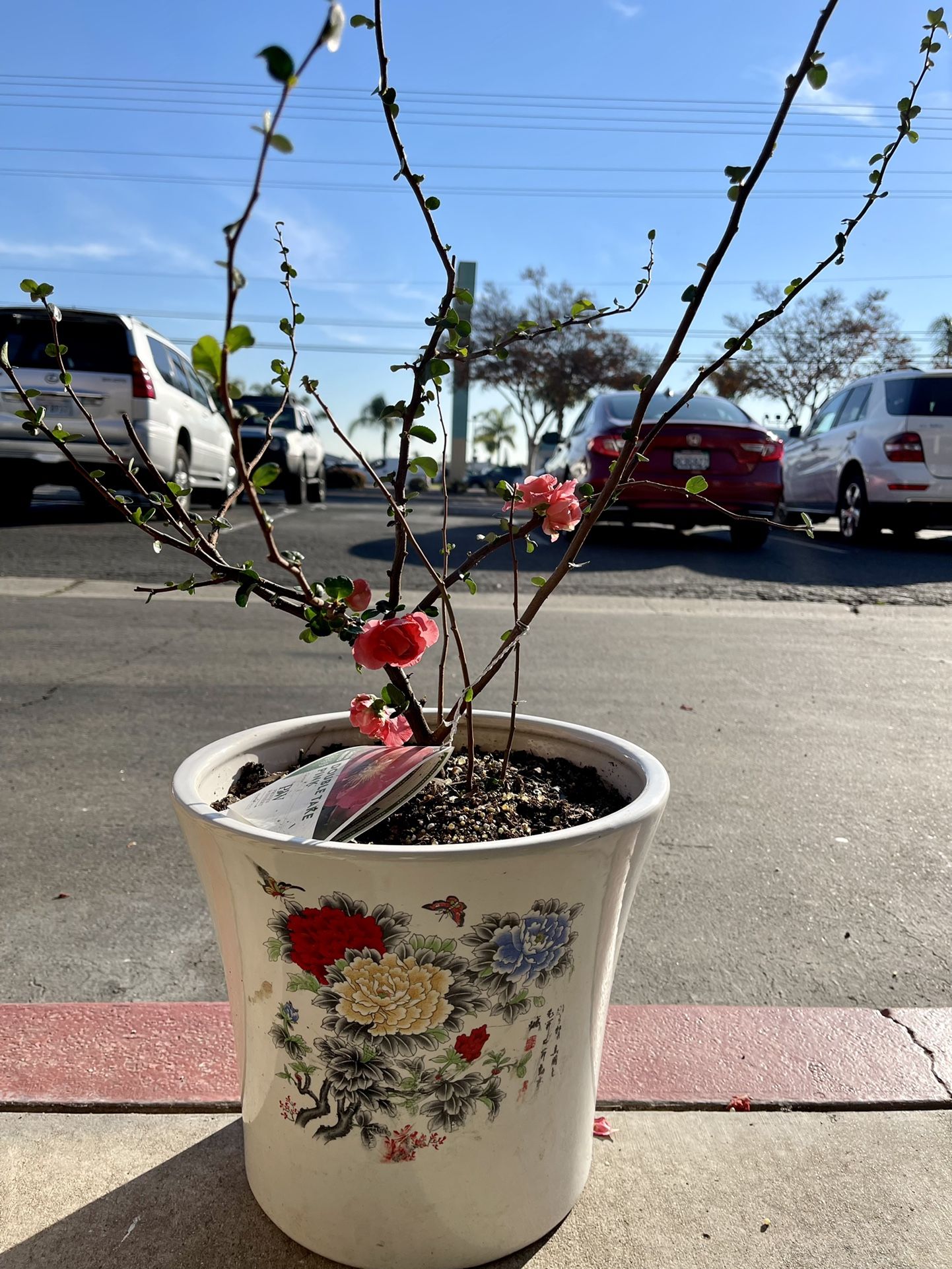 Double Take Quince Blossoms Cay Hoa Anh Dao Nhat