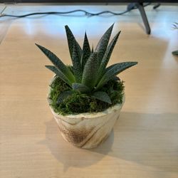 Aloe  Vera 