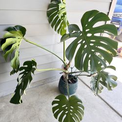 Large Potted Monstera Plant