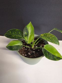 Philodendron Congo Nuclear