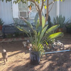Orange Bird of Paradise (Strelitzia reginae)