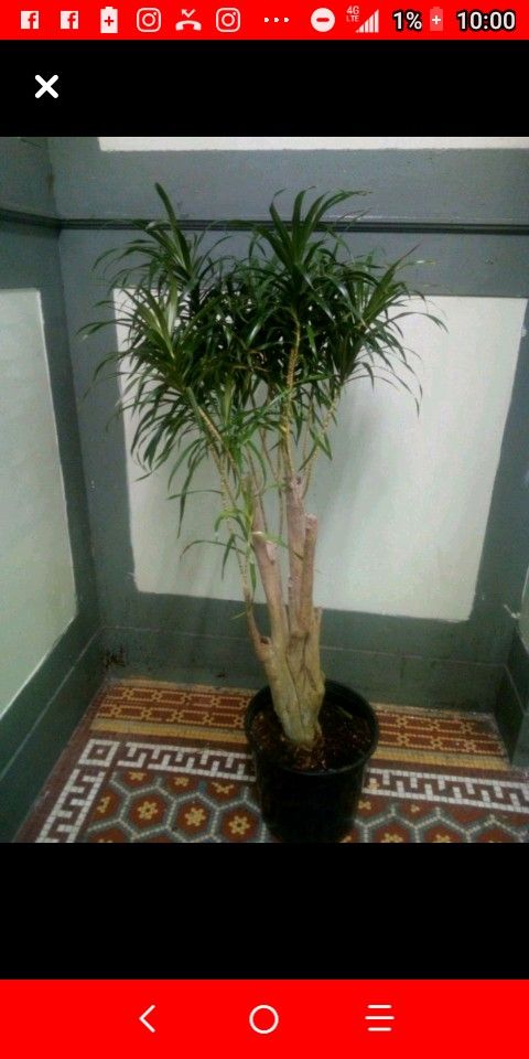 Margeneta plant